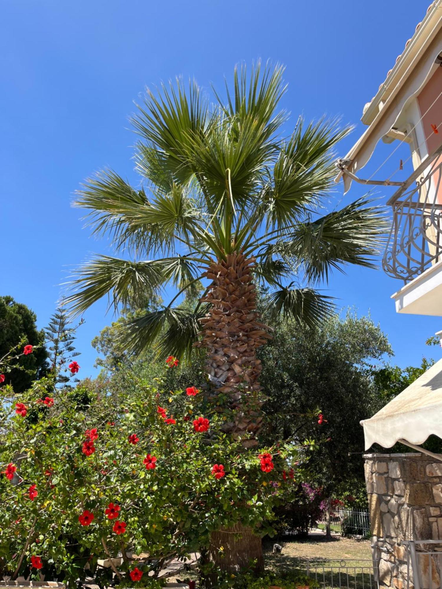 Artemis Vassilikos Lejlighedshotel Vasilikí Eksteriør billede